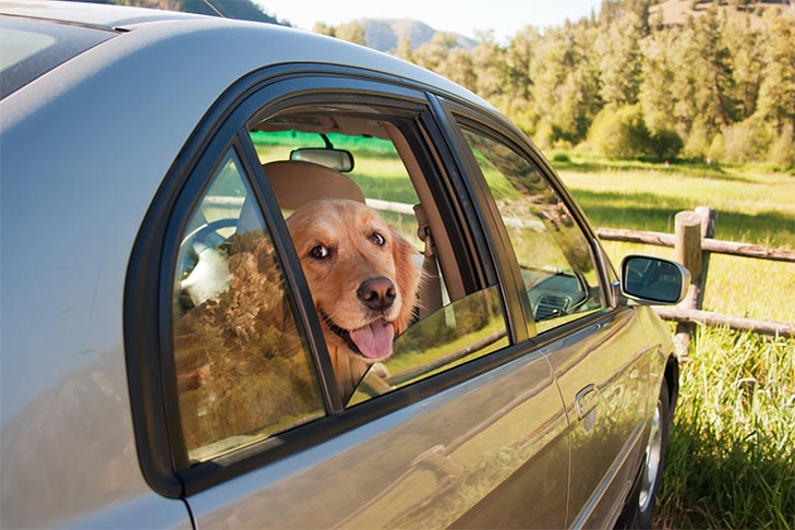 Insider Tips for Keeping Your Car’s Interior Pet-Proof